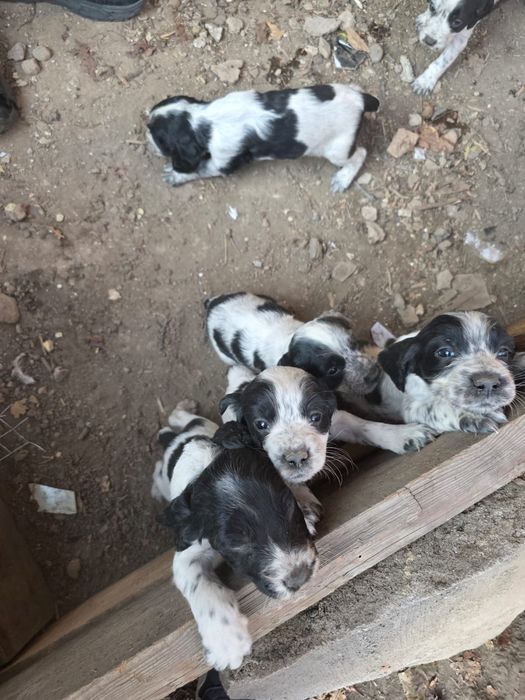 Русский сапиель.