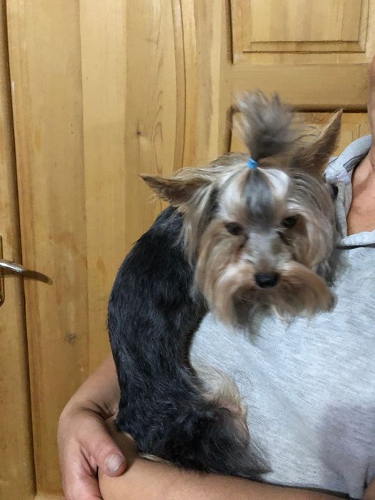 Йоркширский терьер щенки