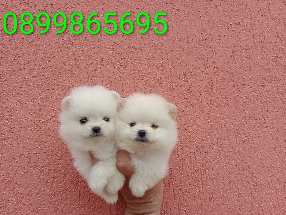 Мини Померанчета!