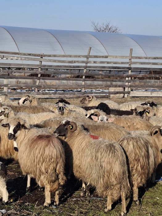 Vand 52 de oi cu miei