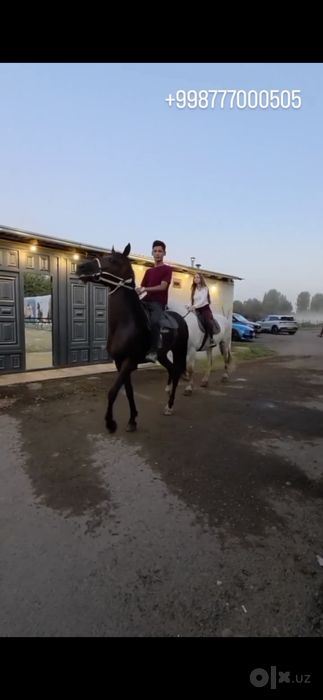Ferma sotiladi tayyor biznes uchun joy ishlab turgan Ot prakat