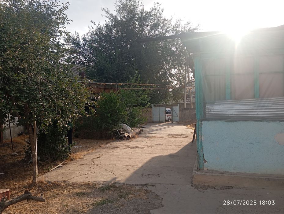 Чиназ, Олмазорда уй сотилади