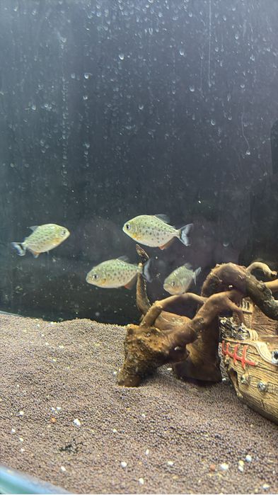 Пиранья Наттерера