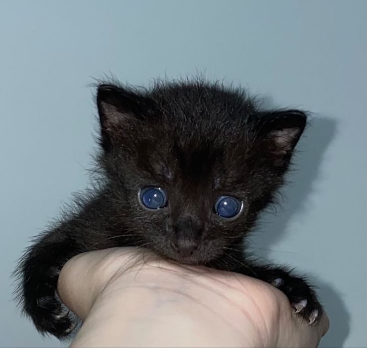 Pui de pisicuțe iubitoare spre adopție