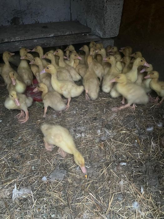 Vând boboci rata pekin 2 saptamani