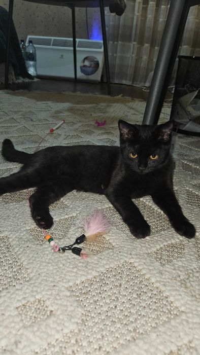 Котенок девочка в добрые руки