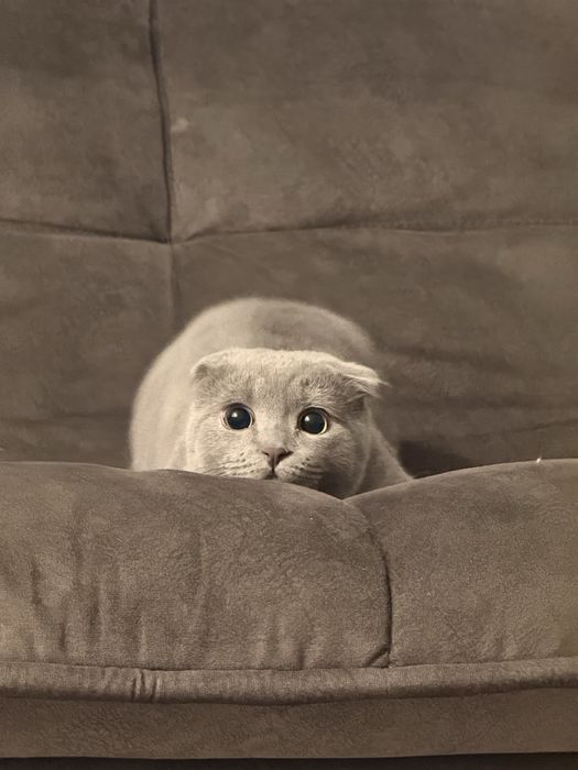 Котенок бесплатно