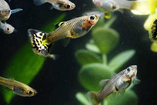 Гуппи живородящая  рыбка