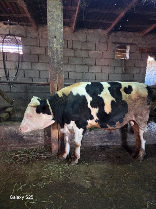 Продам племенного быка