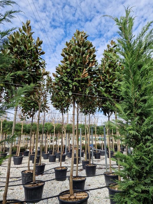 Vand copaci mesteacăn,  tei, platani, prunus pysardi,  magnolia etc