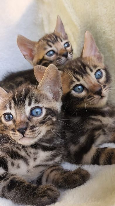 Бенгальские КОТЯТА  - под резерв