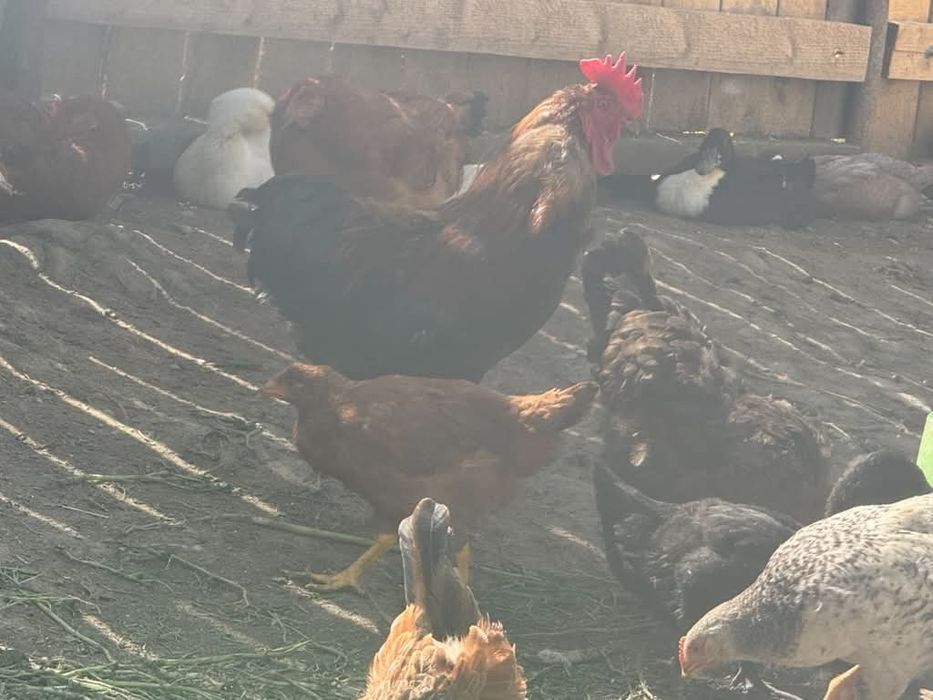Vând, sau schimb animale pe animale!