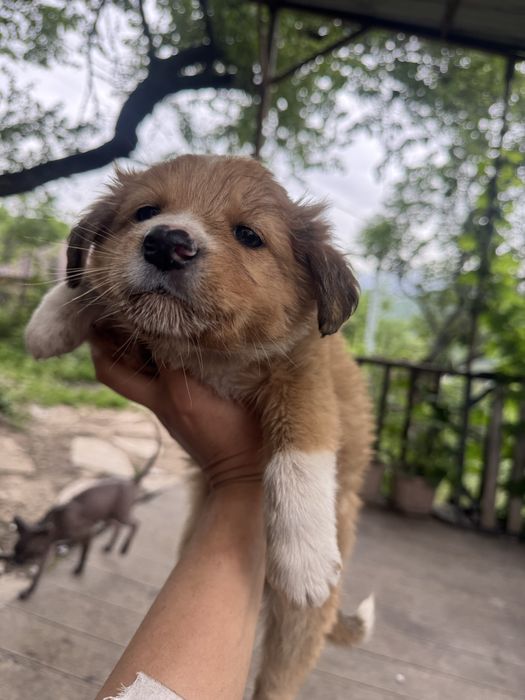 Щенки бесплатно