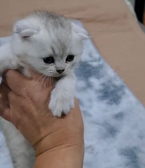 Прелестные котята