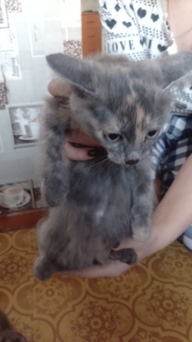 Отдам котят в добрые руки