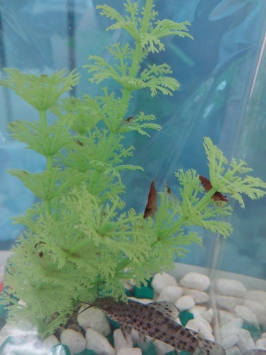 Аквариумные креветки