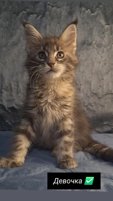 Мейн-кун котята из питомника