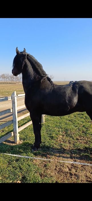 Vand sau variante doar auto