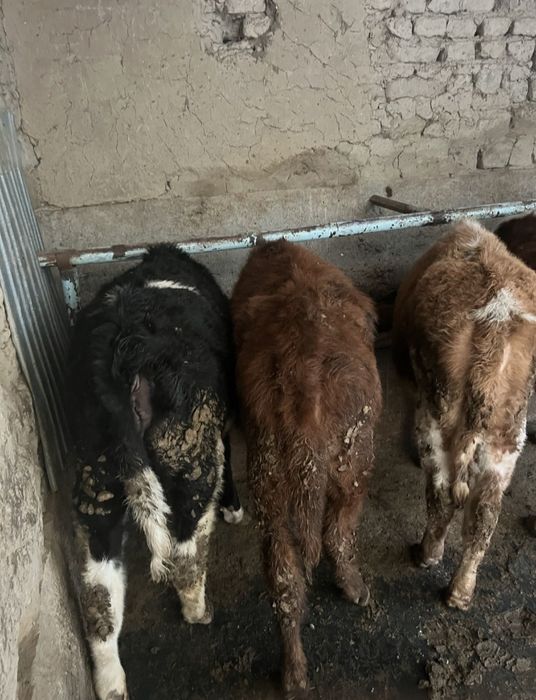 Продам 5 голов!!