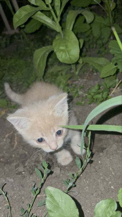 Продам котят.