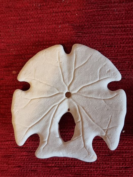 Scoici si Dolari de nisip(Arrowhead ), Sea Biscuit Puffy specimen de c