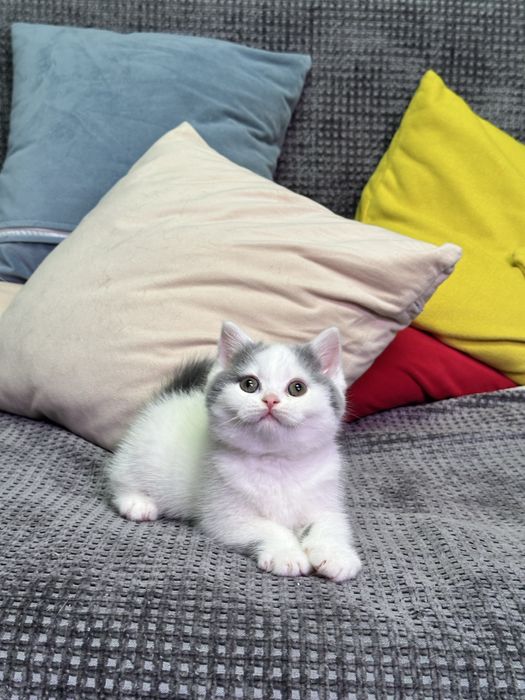 Британский мальчик