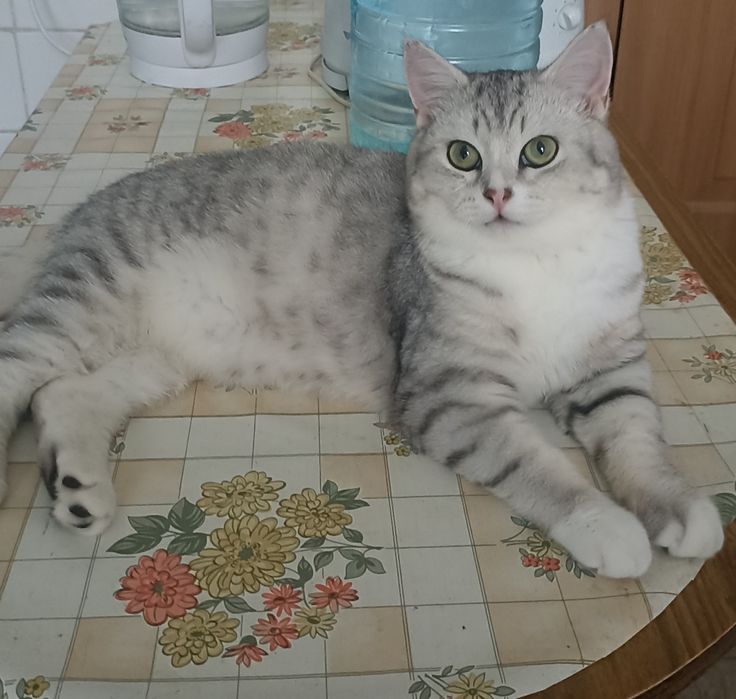 Котик ,5 мес.в добрые руки