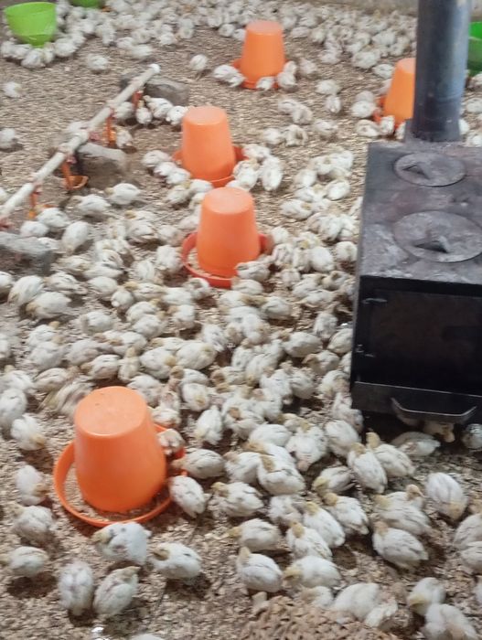 Бедана сотилади   дона оптом