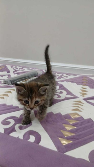 Котенок 2 месяца