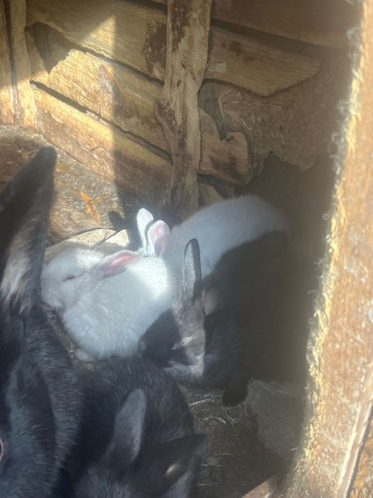 Малки и Големи Зайци