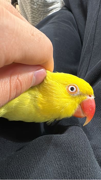 Papagal Micul Alexandru varsta 1 an