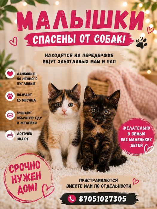 Красотки ждут добрую семью