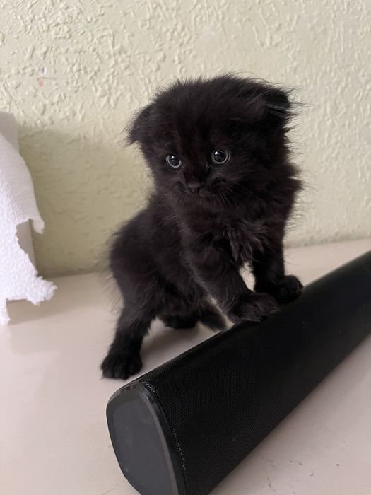 Срочно продаются котята
