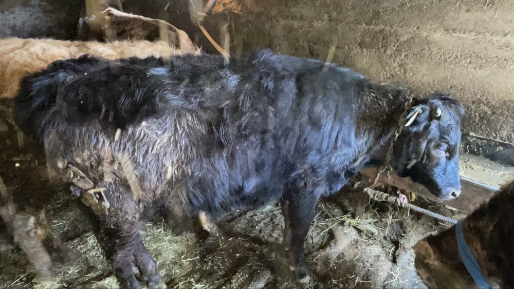 Продам годовалых телочек 2 шт.