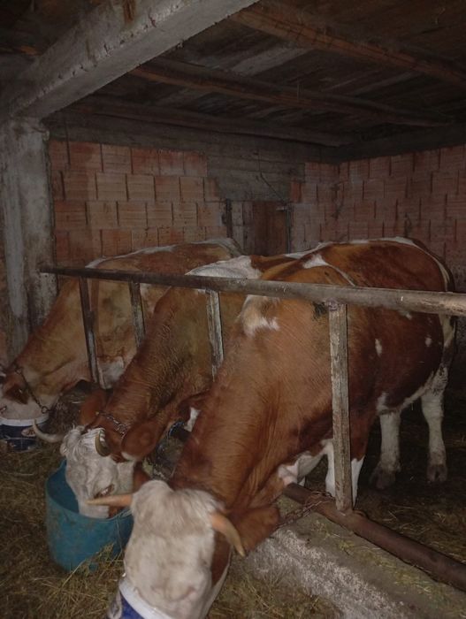 Vând 3 vaci de fătat trebe să fete luna asta