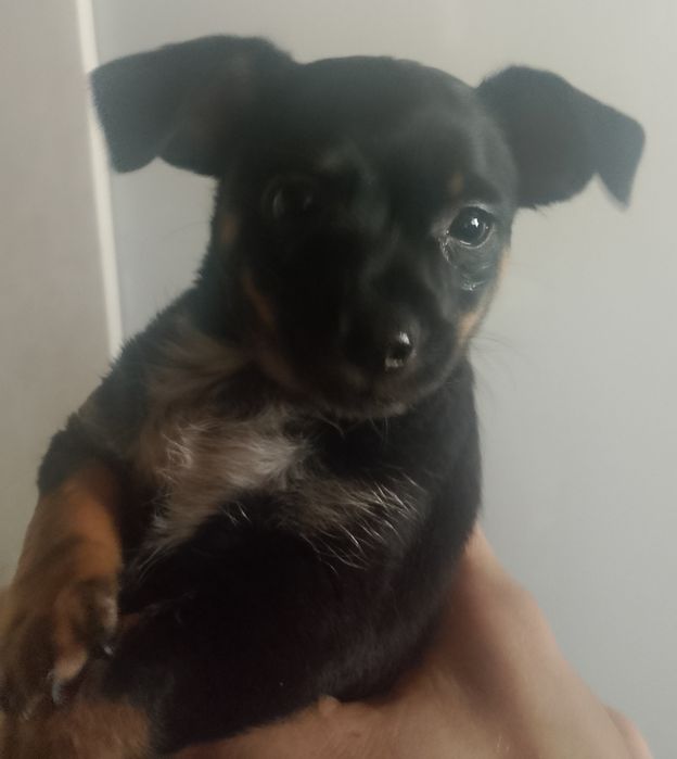 Продам шинка чихуахуа