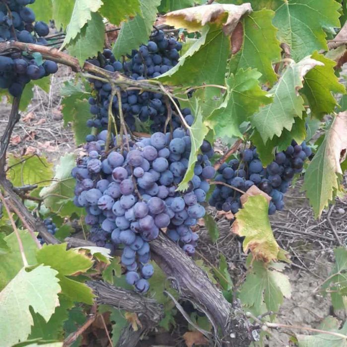 Butași de vită de vie de anul 2 și de anul 3