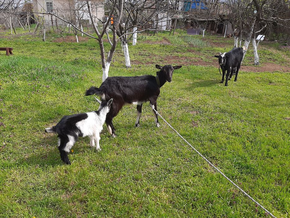 Продавам пръч и 2 кози