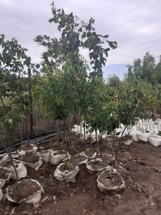 pomi fructiferi la balot intrati pe rod