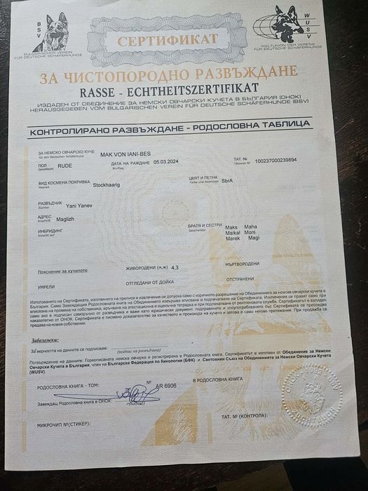 Малки немски овчарки