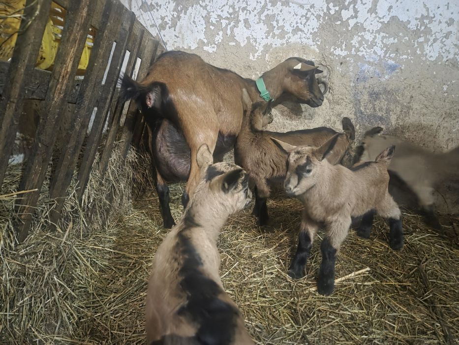 Vând ieduțe și țăpișori Alpin Francez rasă pură