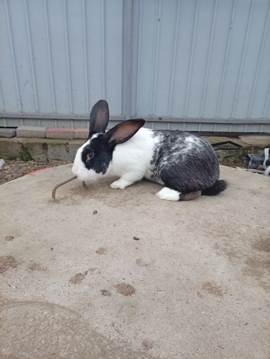 Iepurași Rex pitic pui și rățoi leșești.