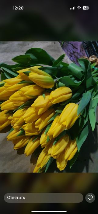 Тюльпан большой.