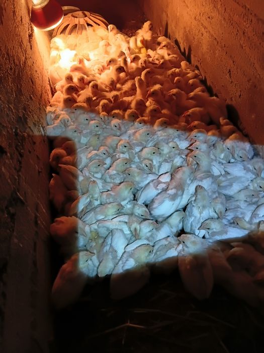 Продам бролерных цеплята