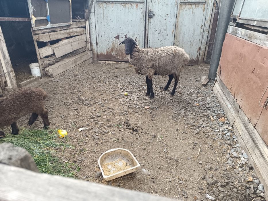 Продам овцу с ягнёнком