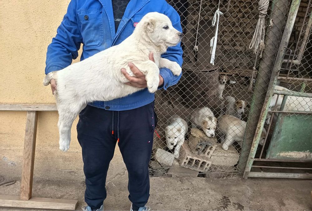 Алабай (Средно Азиатска овчарка)