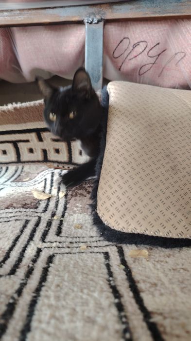 Котик маленький черный