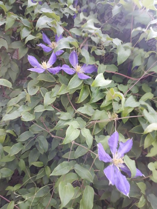 Климатес многолетник,