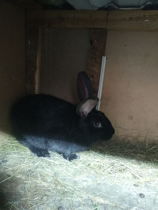 Продам кроликов 6000