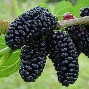 Pomi Fructiferi (Dud Negru Și Dud Alb )